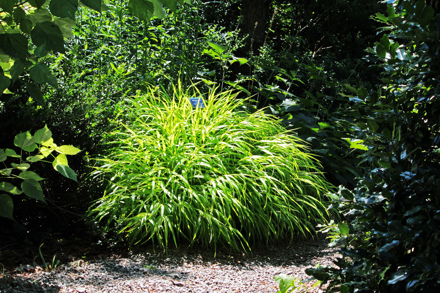 Hakonechloa Macra ‘all Gold Japanese Forest Grass Cultivar Wave Hill