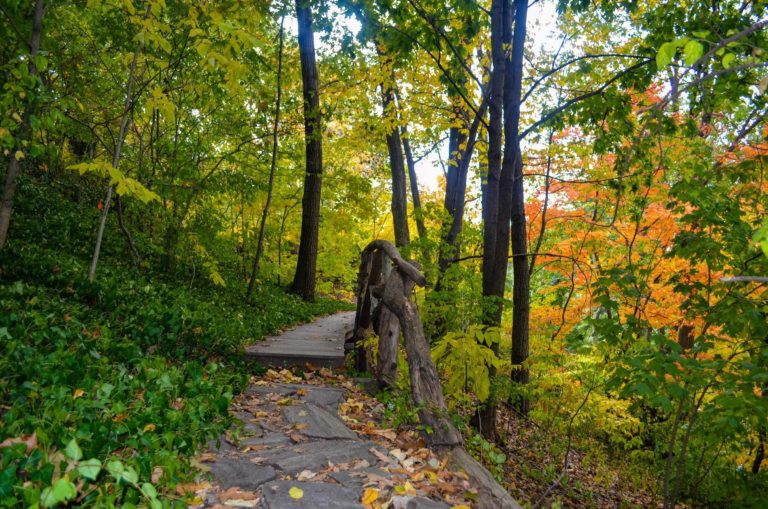 Forest Bathing credit Wave Hill 1