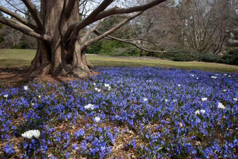 Chionodoxa under tree