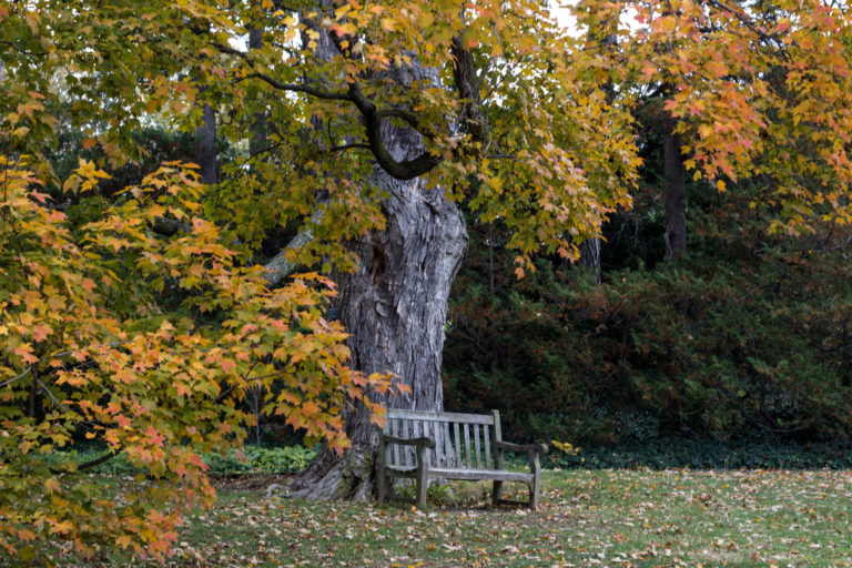 Maple and bench