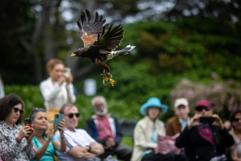 Wave hill Falconry Presentation Skyhunters in Flight credit