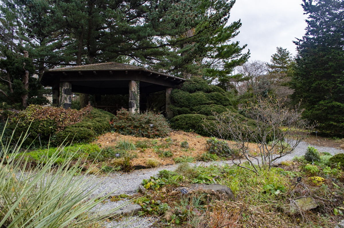 Evergreens in the Wild Garden - Wave Hill