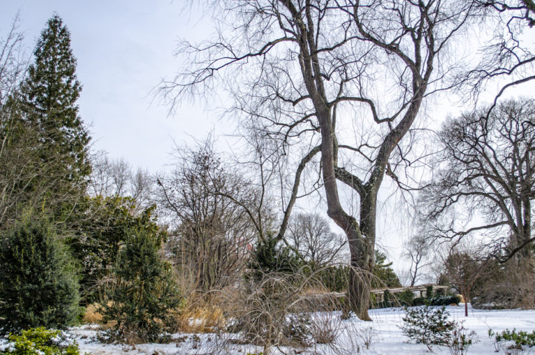 Gardens trees Wave Hill 04