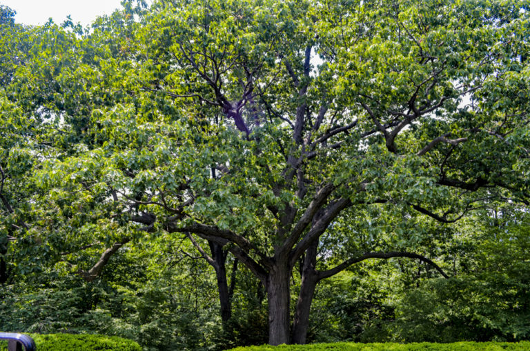 Gardens trees Wave Hill 05