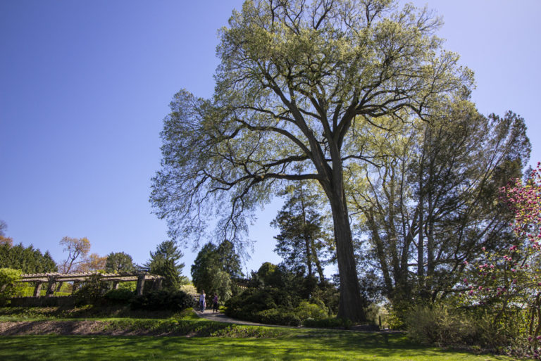 Gardens trees Wave Hill 06