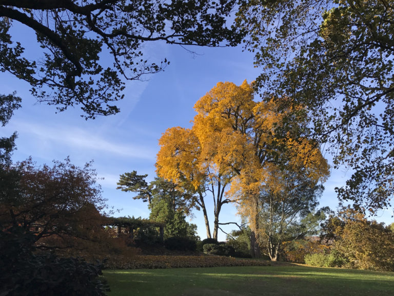 Gardens trees Wave Hill 10