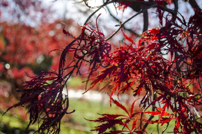 Gardens trees Wave Hill 11