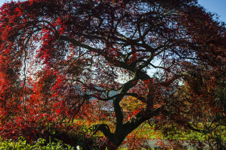 Gardens trees Wave Hill 12