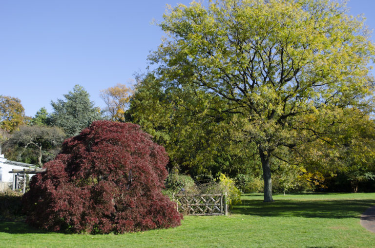 Gardens trees Wave Hill 13