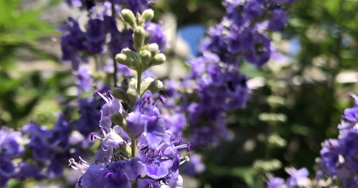 Chaste Tree (Vitex agnus-castus) - Wave Hill