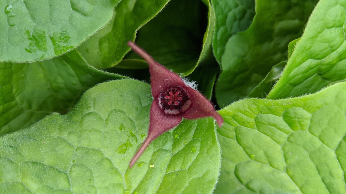 Asarum canadense (Wild Ginger) - Wave Hill