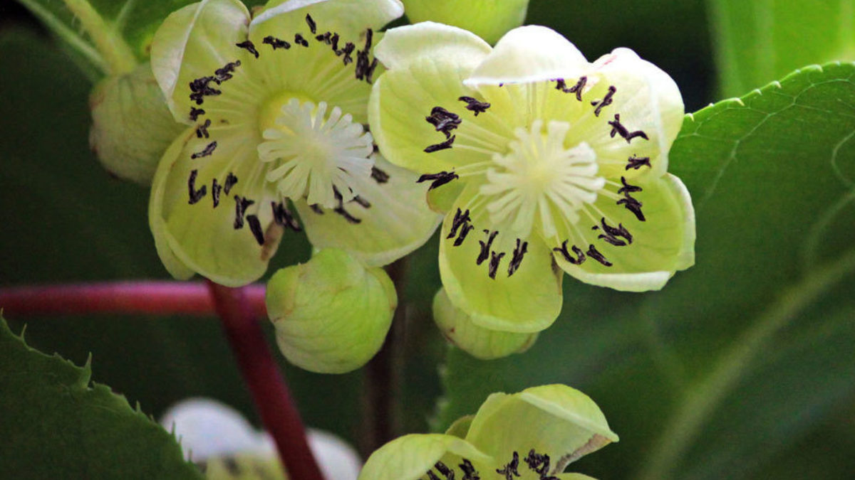 Actinidia Arguta (Hardy Kiwi) - Wave Hill