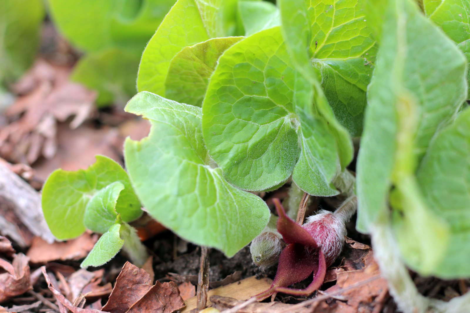 Asarum canadense (Wild Ginger) - Wave Hill