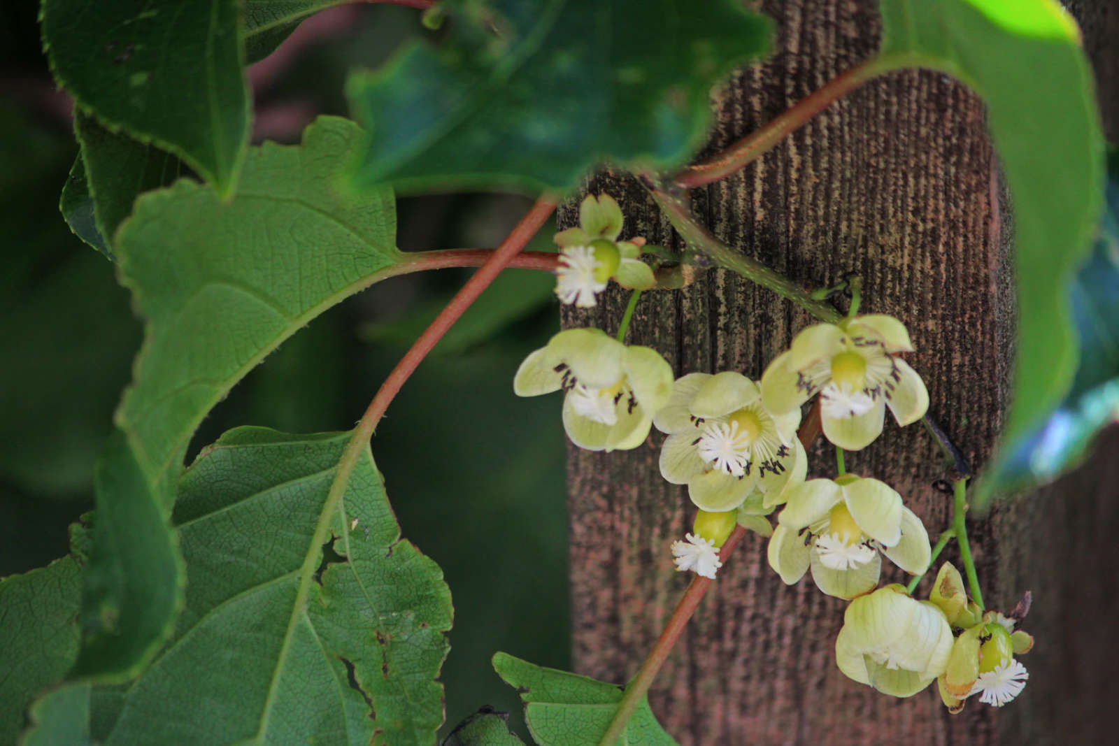 Actinidia arguta 'Jumbo