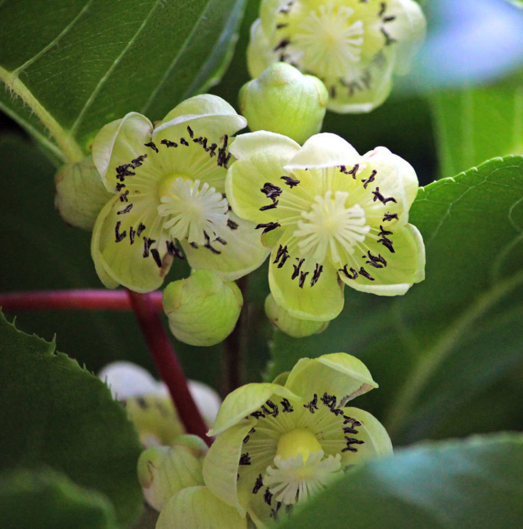 Actinidia Arguta (Hardy Kiwi) - Wave Hill