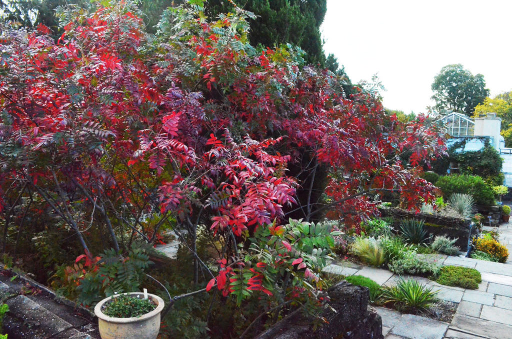 Rhus Copallina (shining Sumac) - Wave Hill