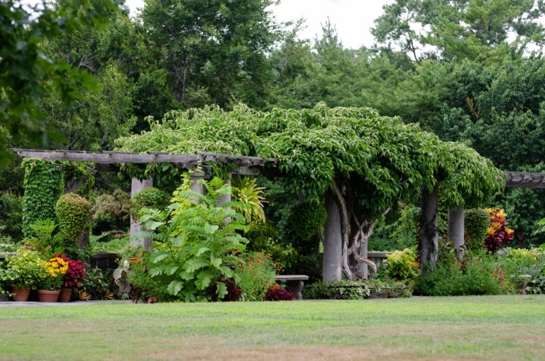 Pergola pic 1 2022 08 17 101610 wave hill