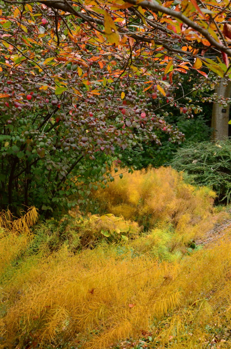 Fall Foliage Beyond the Trees - Wave Hill