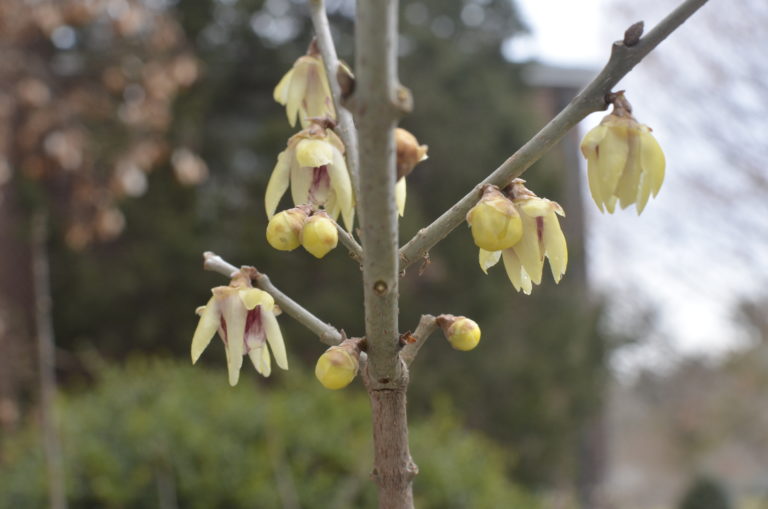 Wintersweet close up