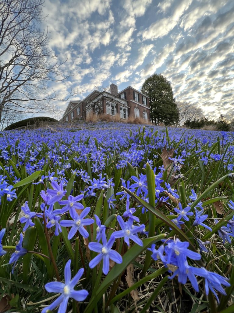 Mar - Flower Field