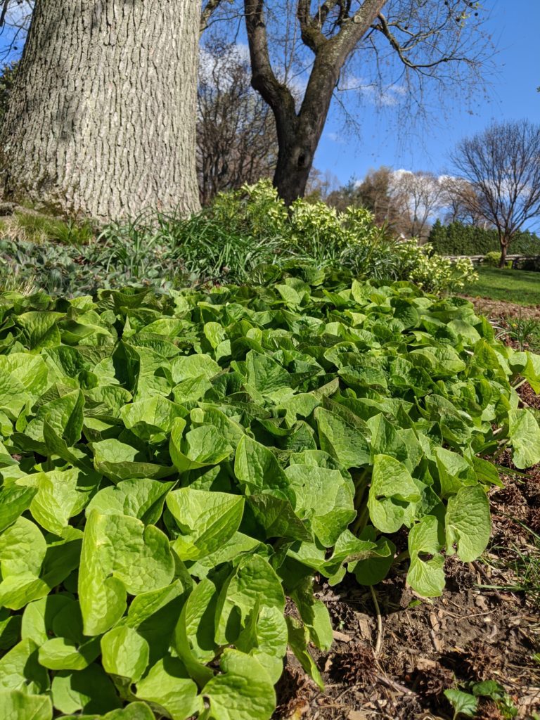 Asarum plant 2020