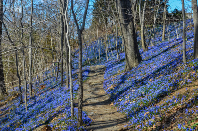 Scilla 1 March 2021