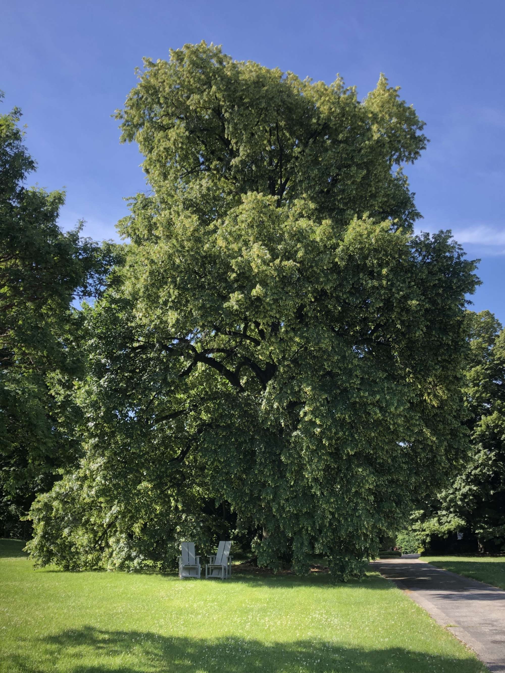 Tilia cordata (Small-leaved Linden) - Wave Hill