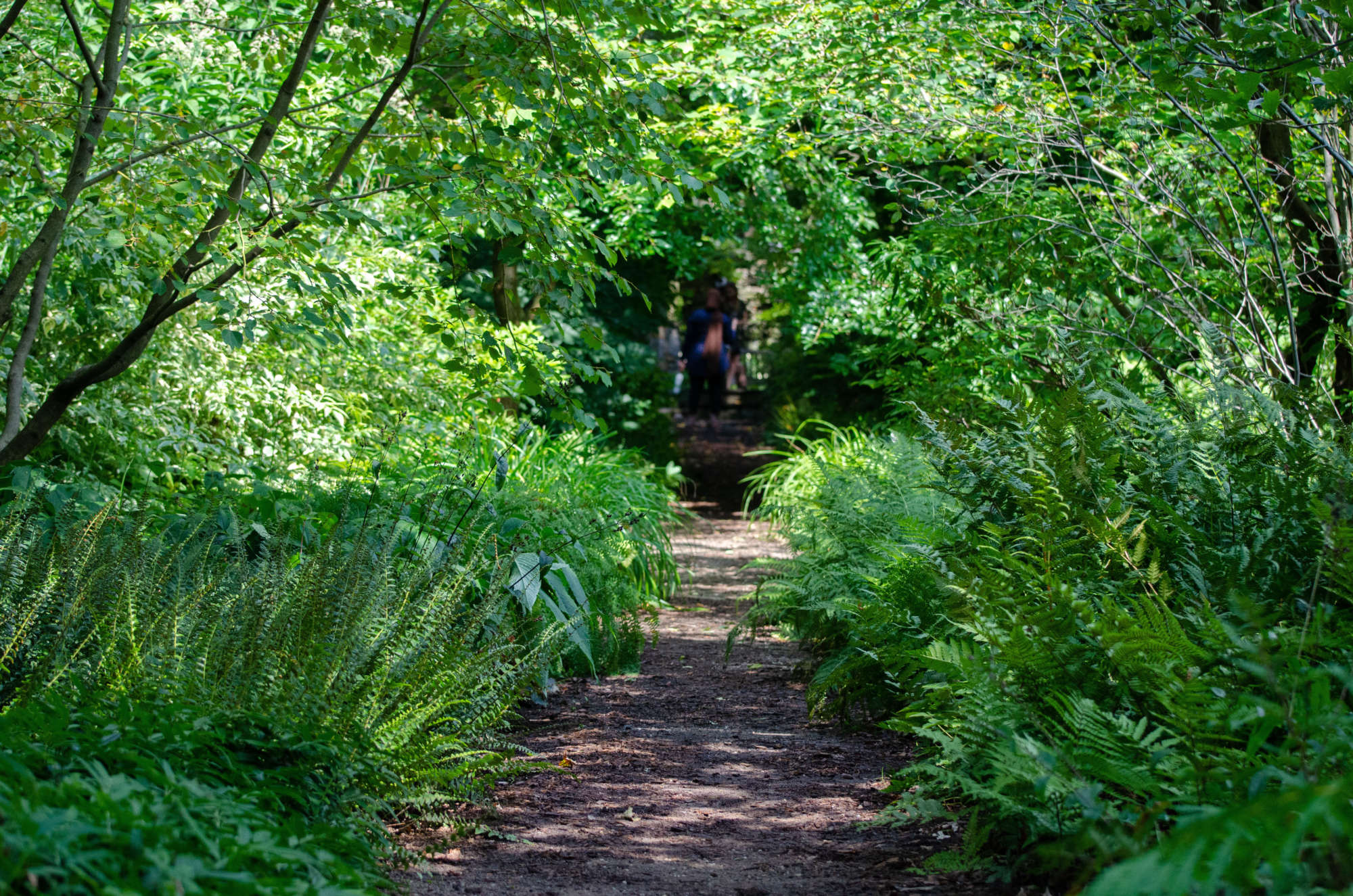 Flipping Over Fern Fronds - Wave Hill