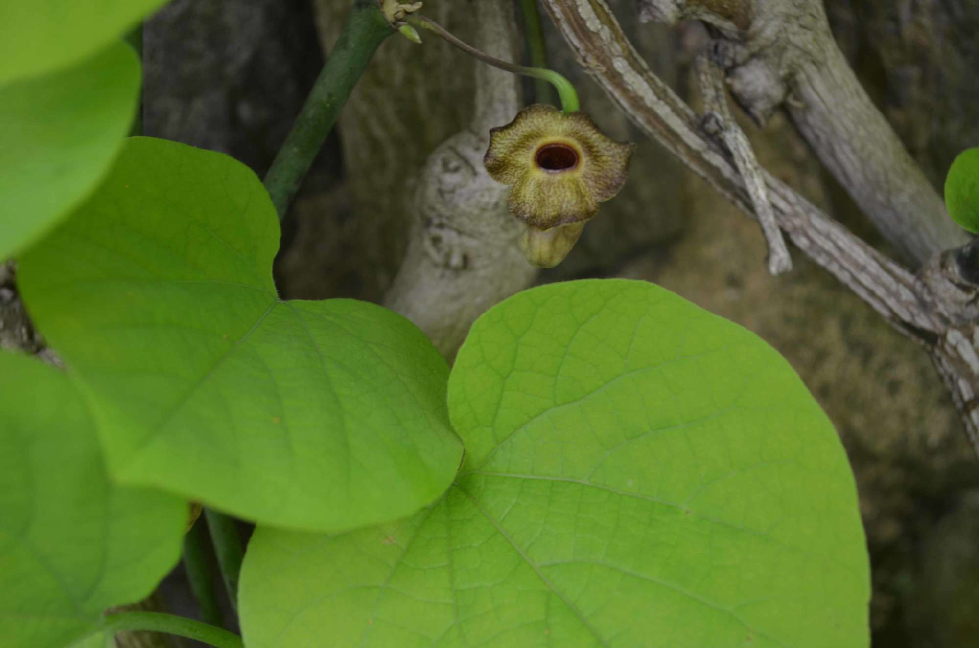 Aristolochia macrophylla (Dutchman’s pipevine) - Wave Hill