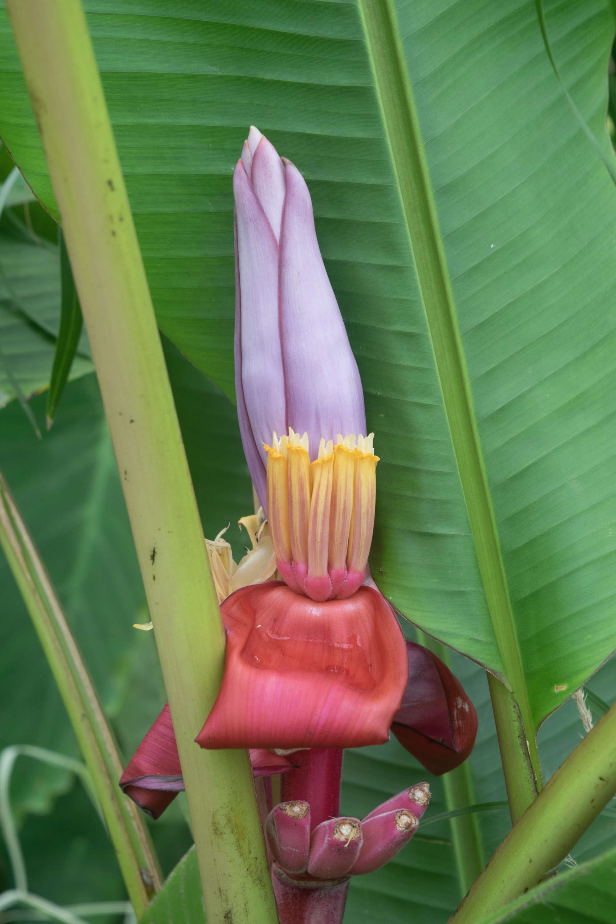Цветок банана мужской