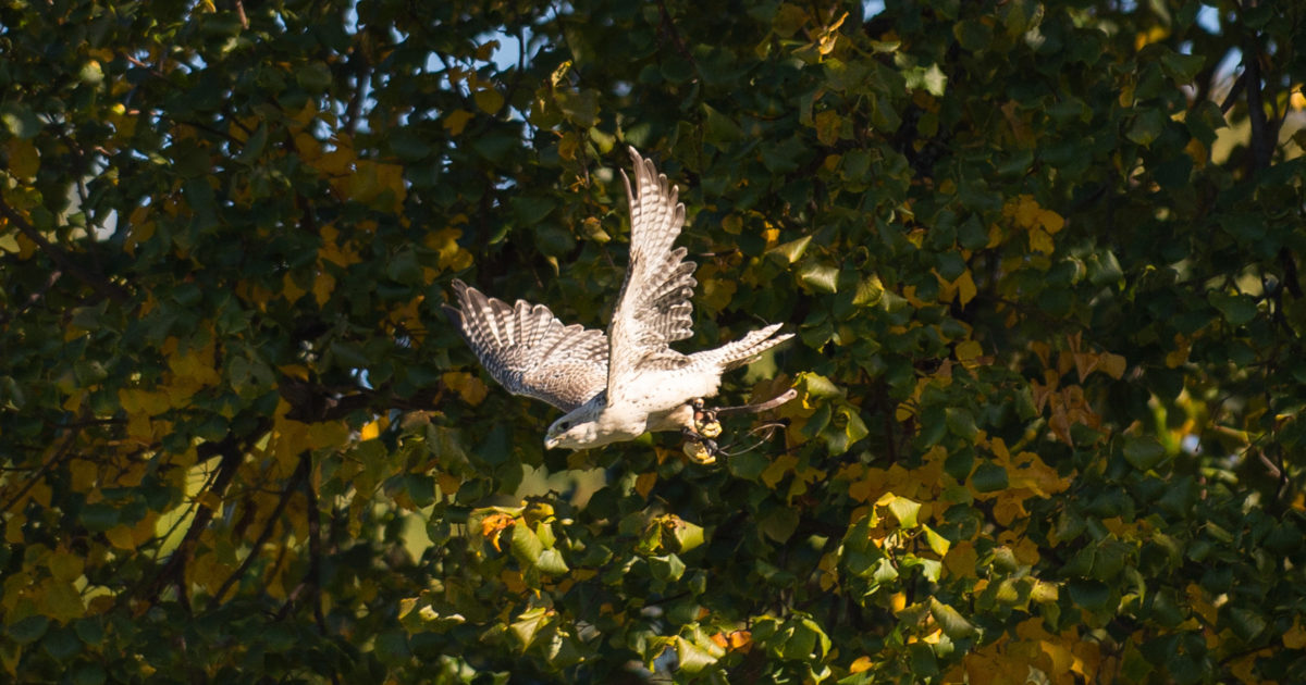 SKYHUNTERS IN FLIGHT: BIRDS OF PREY DEMONSTRATION at