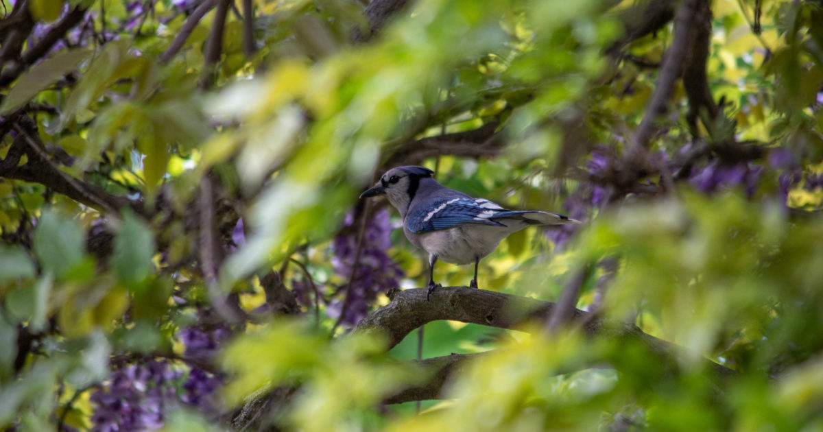 Birds of Brooklyn: Blue Jay - Brooklyn Botanic Garden