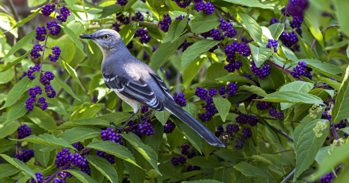 Birds of Brooklyn: Blue Jay - Brooklyn Botanic Garden