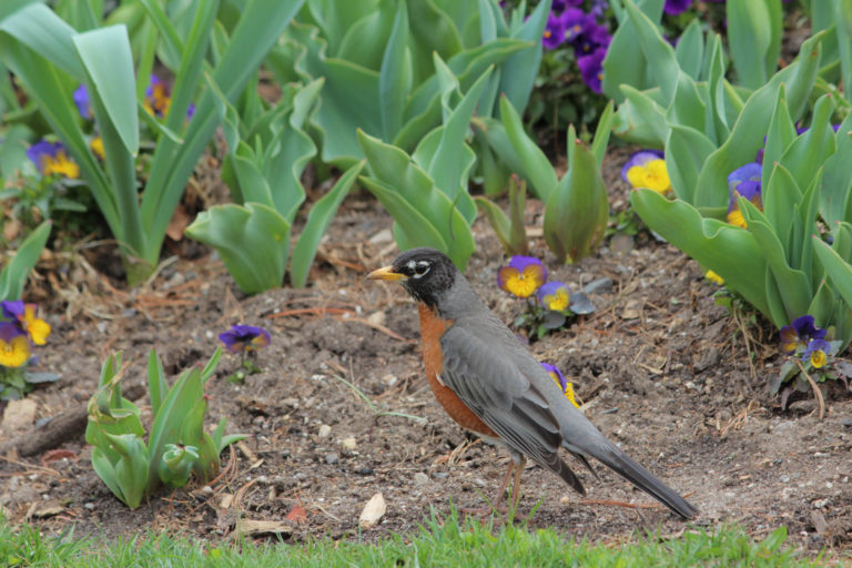 suet in spring