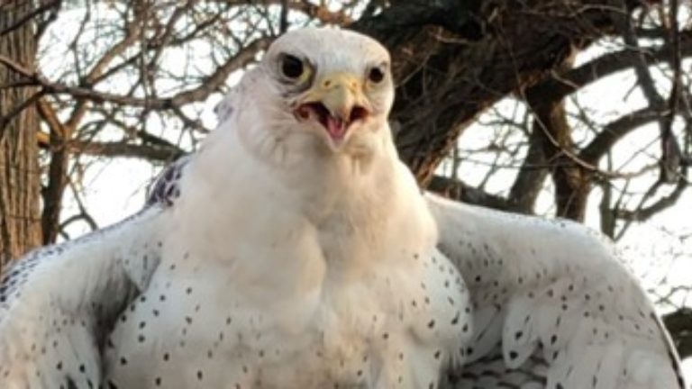 Gyrfalcon