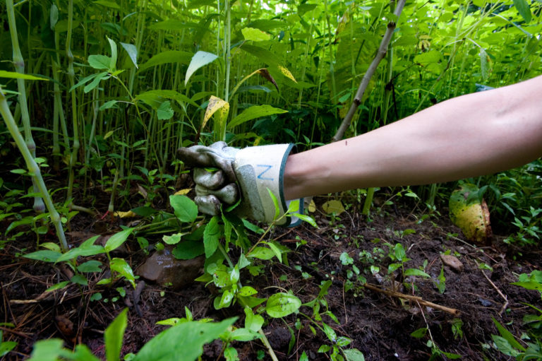 Wave hill Community Woodland Workday credit Joshua Bright md